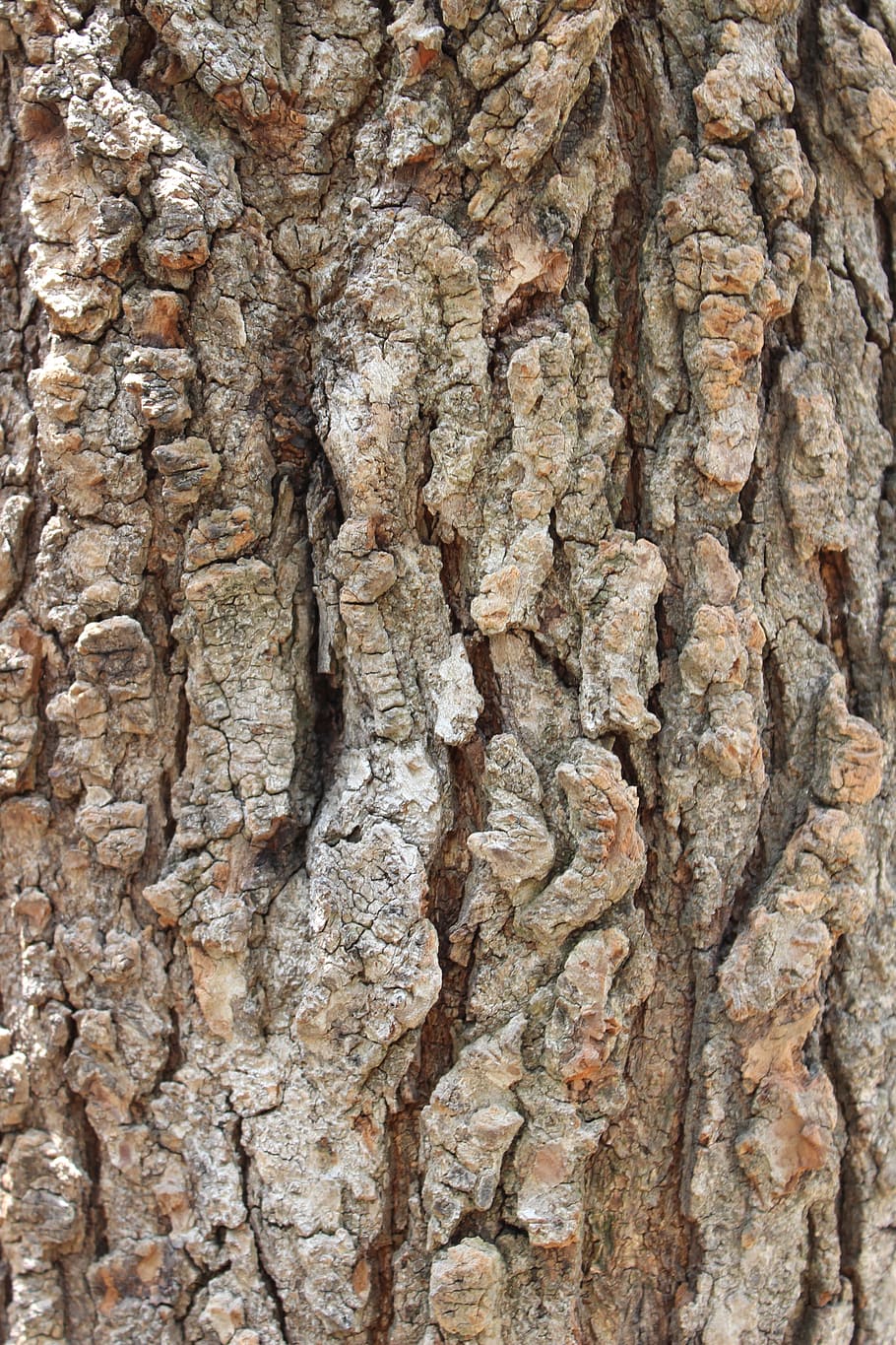 bark, tree, tree bark, wood, texture, trunk, nature, forest HD wallpaper