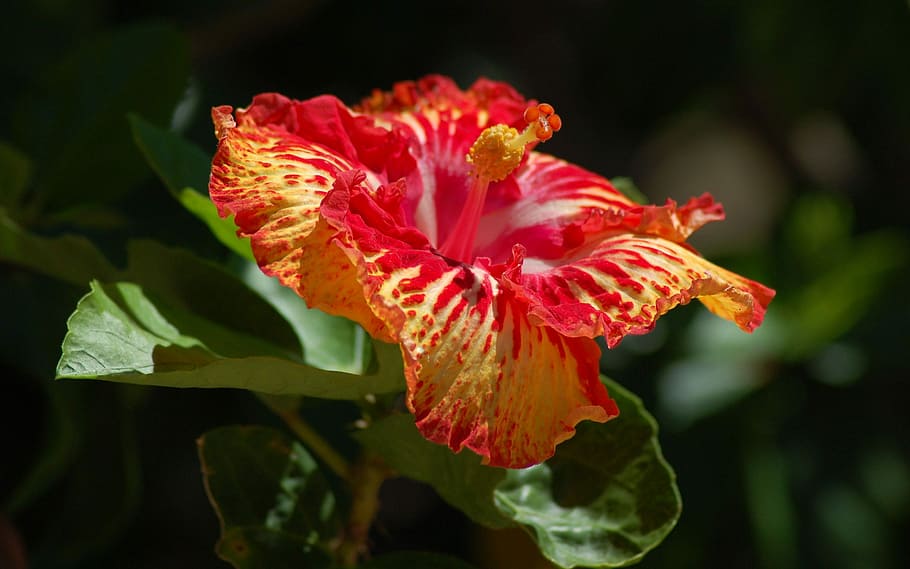 Flowers, Orchid, red, fragility, plant, growth, petal, flowering plant HD wallpaper