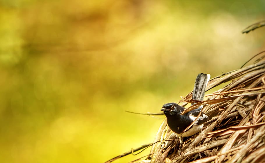 Robin, Sparrow, Bird, Nature, bokah, animal, wildlife, feather HD wallpaper