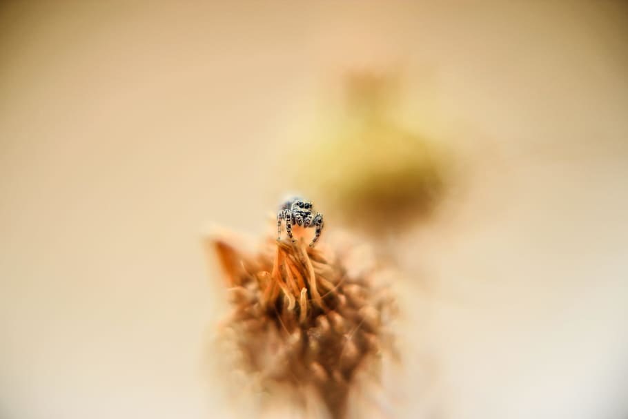 selective focus photo of bee perched on flower, closeup photo of jumping spider HD wallpaper