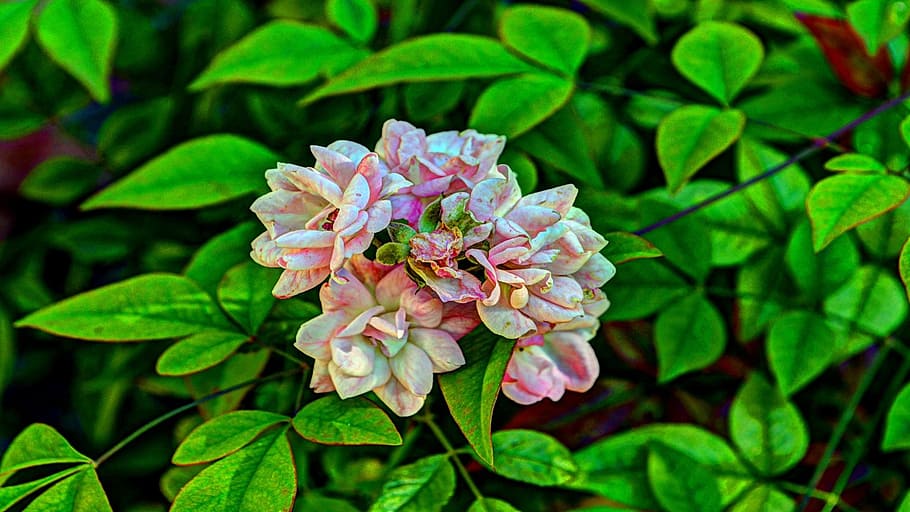 flowers, rose, pink, plant, flowering plant, beauty in nature HD wallpaper