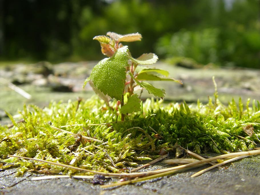 Seedling, Birch, Moss, Spring, Sapling, growth, nature, green color HD wallpaper