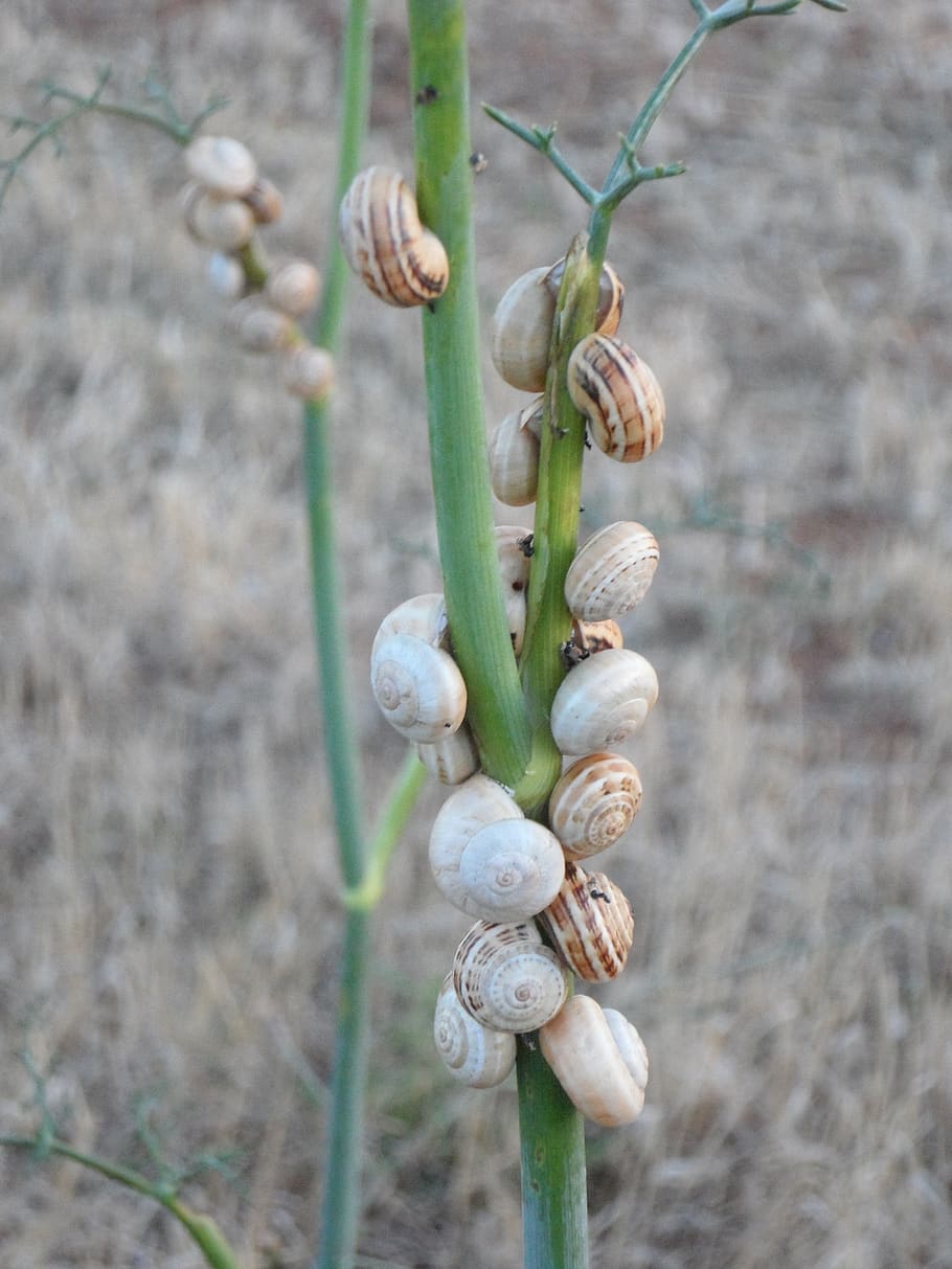 snails, snail shells, snail plague, plage, occupied, growth HD wallpaper