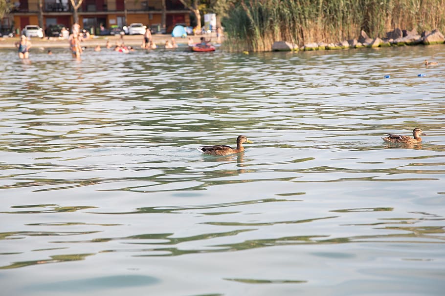 ducks, swimming ducks, lake, animal themes, bird, vertebrate HD wallpaper