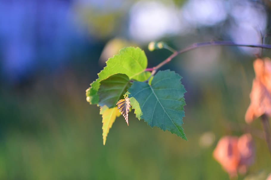 birch, forest, tree, landscape, autumn leaves, green, foliage HD wallpaper