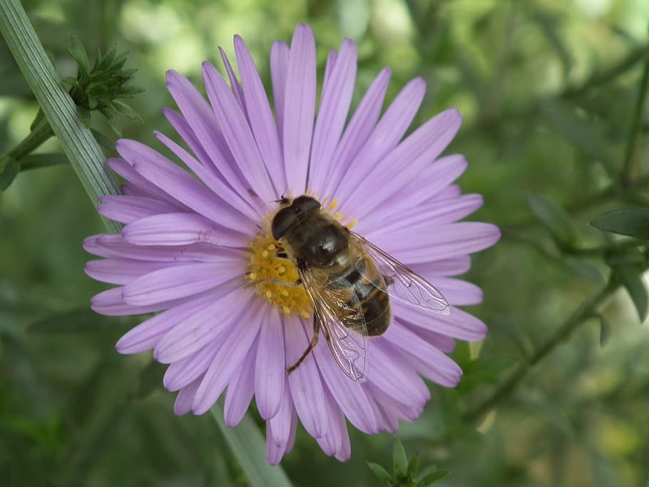 flower, bee, insects, flying insect, collects nectar, honey HD wallpaper