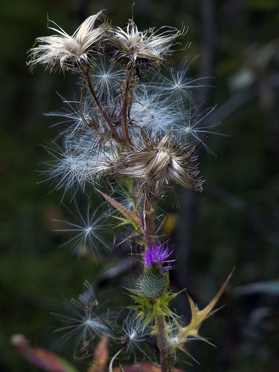 ripe fruit, withered, thistle, wild flower, wild plant, meadow HD wallpaper