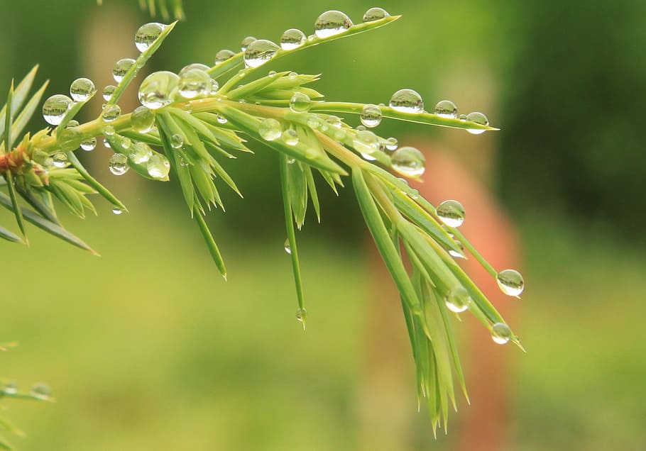 bush, coniferous, drops, green, juniper, water, waterdrops HD wallpaper