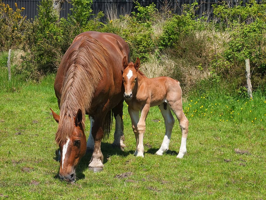 brown horse beside horse standing on green grass, horses, mare HD wallpaper