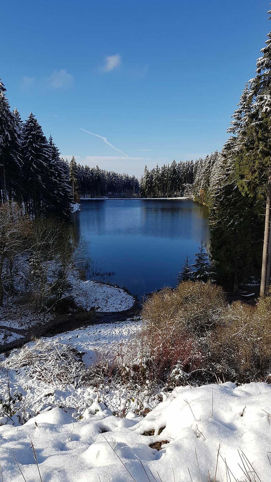 lake, nature, resin, winter, wild, tree, water, plant, cold temperature HD wallpaper