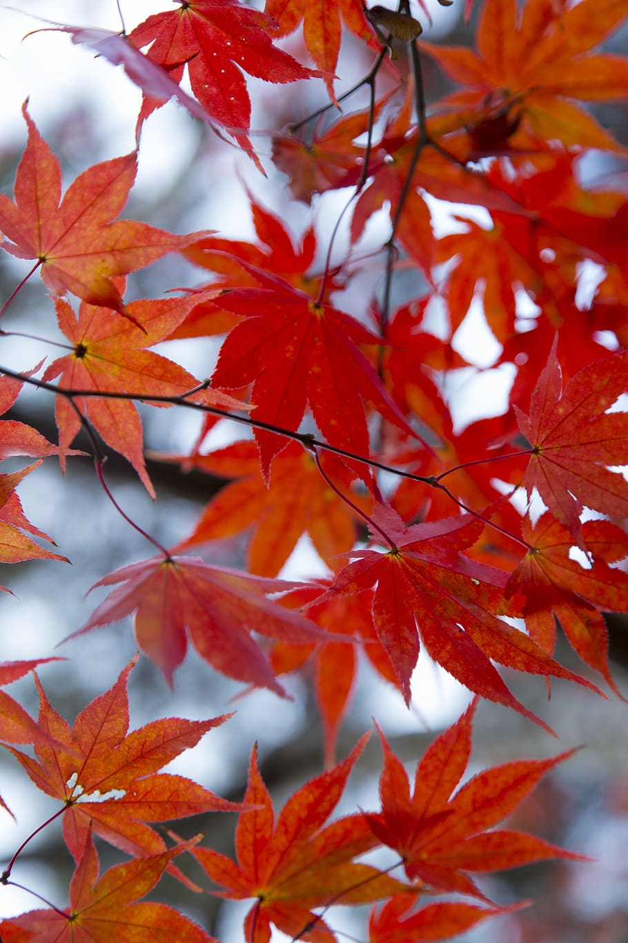 HD wallpaper: Brown Leaf in Tilt Shift Photograph, autumn, autumn colours,  autumn leaves | Wallpaper Flare