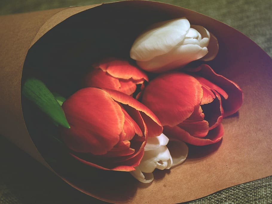 red and white roses, flowers, freshness, flowering plant, food HD wallpaper