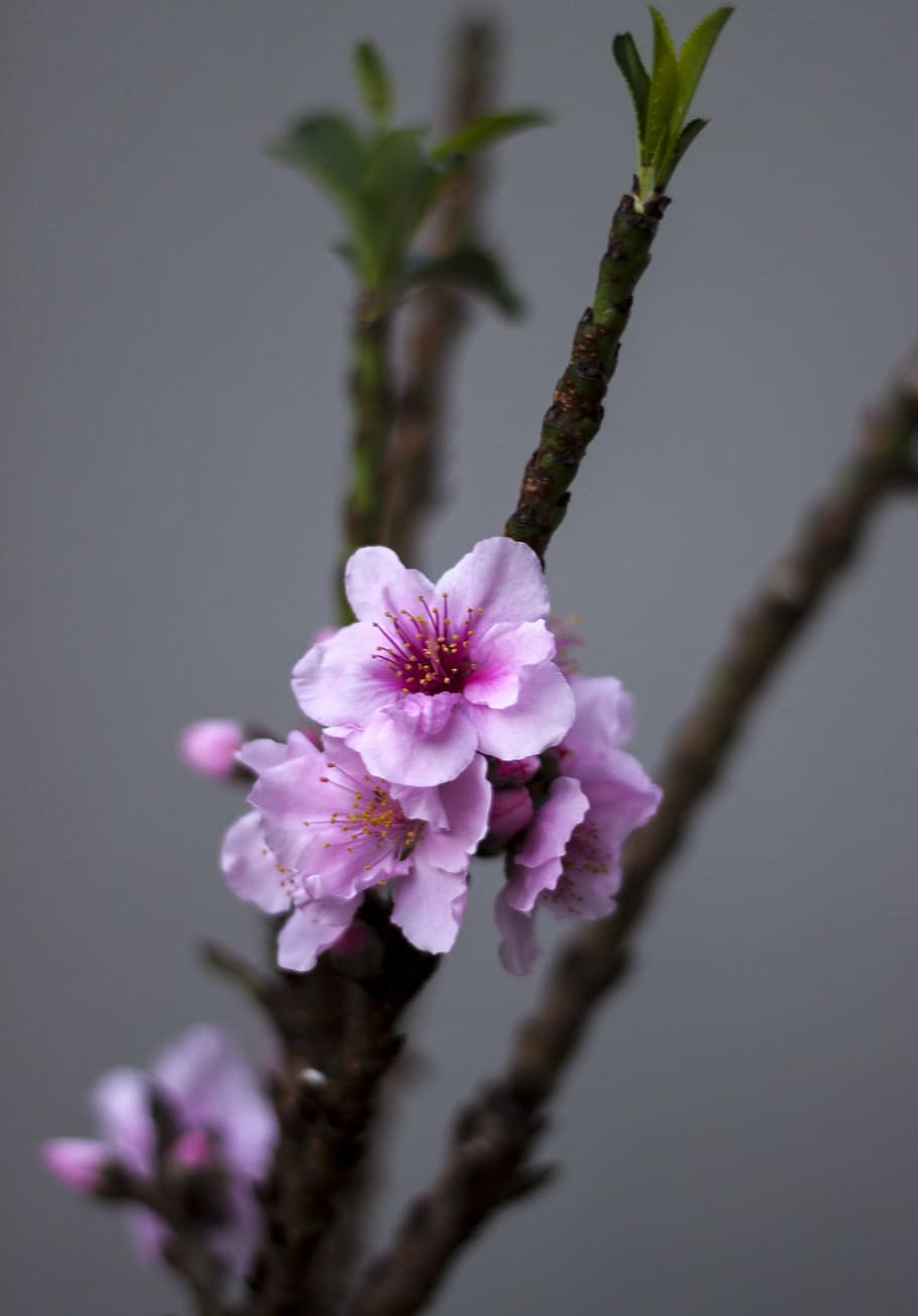 peach tree, flowers, spring, nature, pink, blooming, blossom HD wallpaper