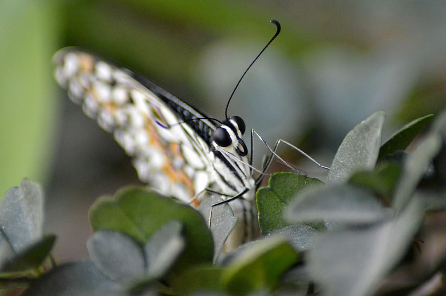 butterfly, forest, insect, nature, butterfly - Insect, animal HD wallpaper