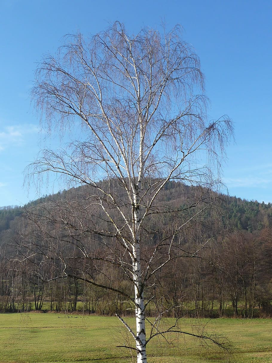 birch, nature, tree, plant, bare tree, sky, land, tranquility HD wallpaper