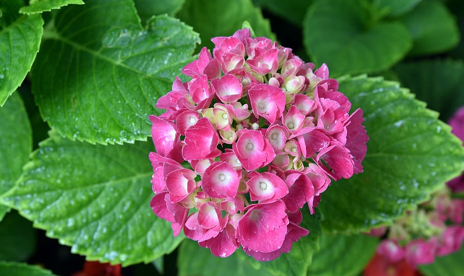 hydrangea, blossom, bloom, flower, plant, nature, summer, pink HD wallpaper