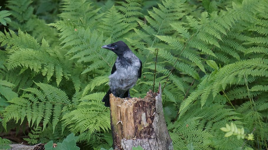 crow, corvus corone cornix, bird, vertebrate, animal, animals in the wild HD wallpaper