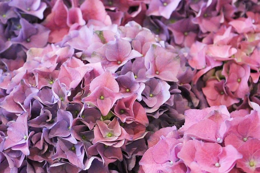 purple, pink, hydrangea, flower, blossom, cluster, plant, bloom HD wallpaper