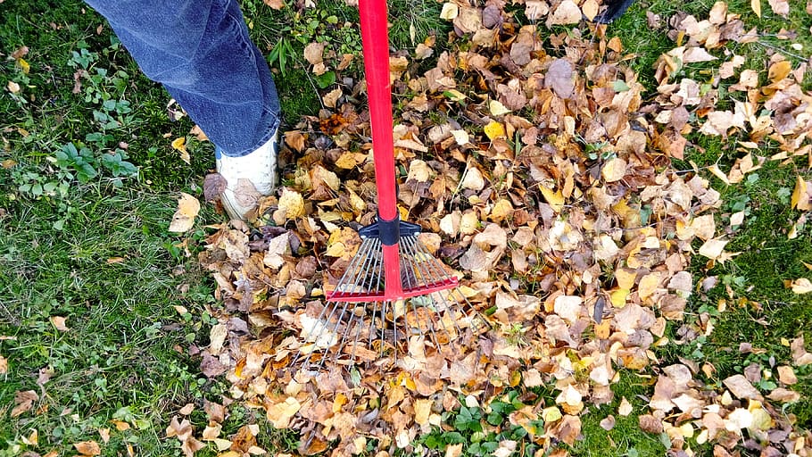 person holding red rake, raking, fall, autumn, leaf, garden HD wallpaper