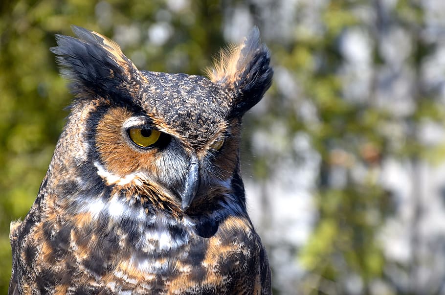 tortoiseshell owl, bird, ave, night, bird of prey, alert, watchman HD wallpaper