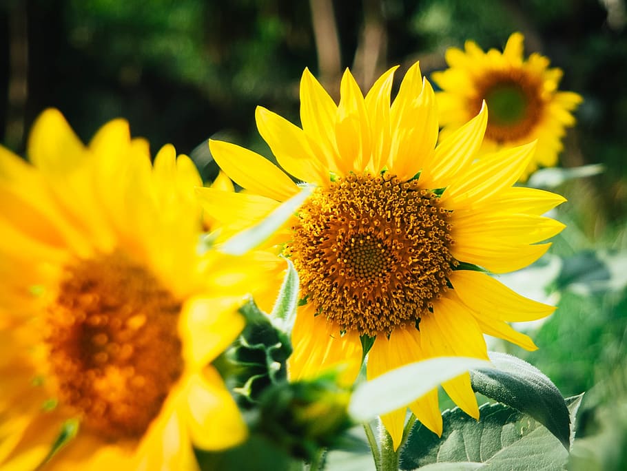 selective focus photography of yellow sunflower, bloom, natural HD wallpaper
