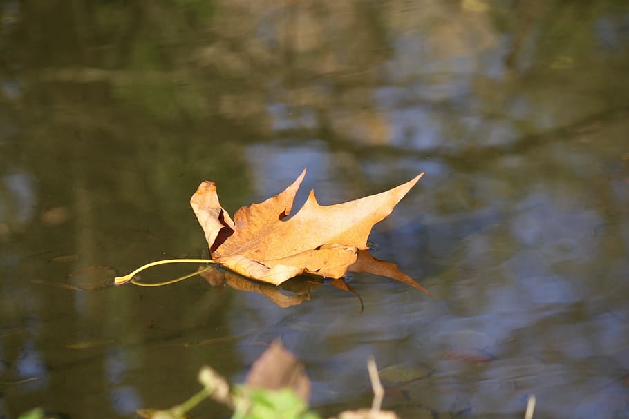 River, Leaf, Torrent, autumn, park, slide, italy, into the woods HD wallpaper