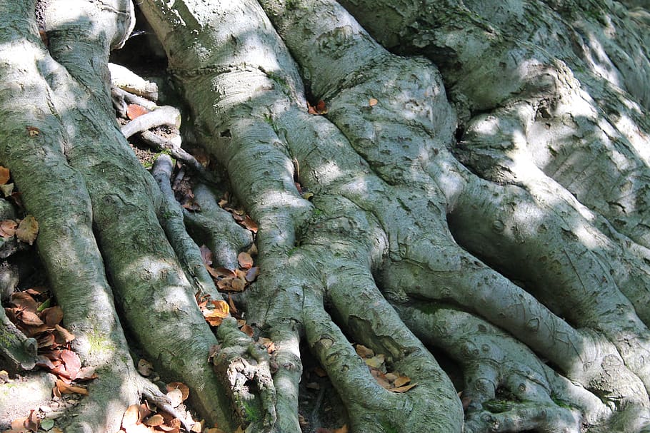 root, old, tree, plant, full frame, backgrounds, trunk, tree trunk HD wallpaper