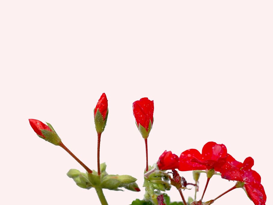 raindrops, geraniums, geranium buds, flowers, isolated, red HD wallpaper