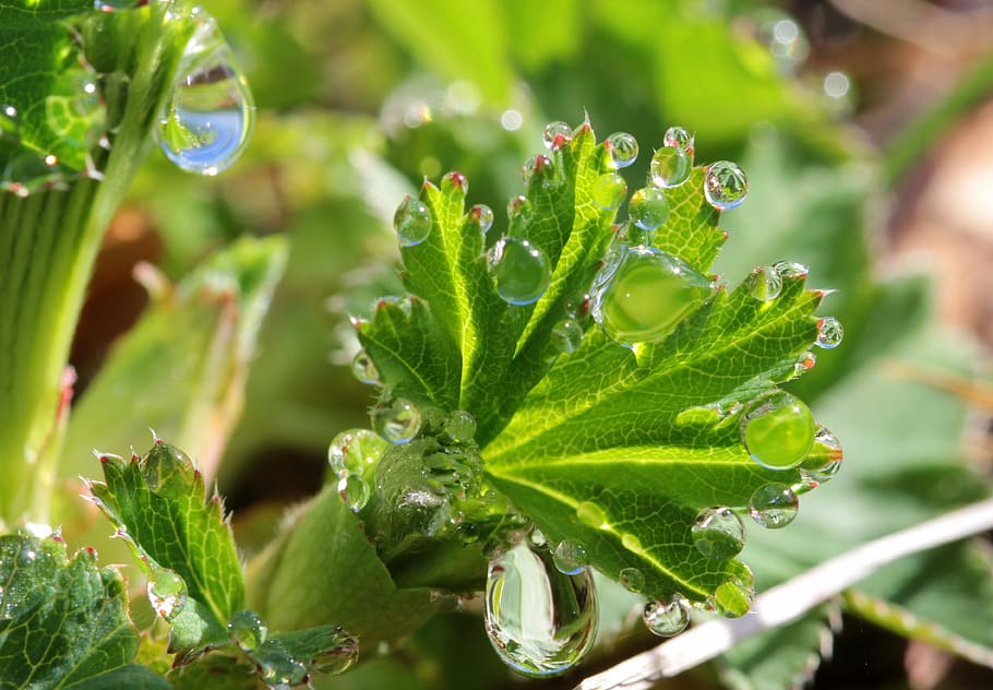 leaves, raindrop, leaf, green, drop of water, plant, nature HD wallpaper