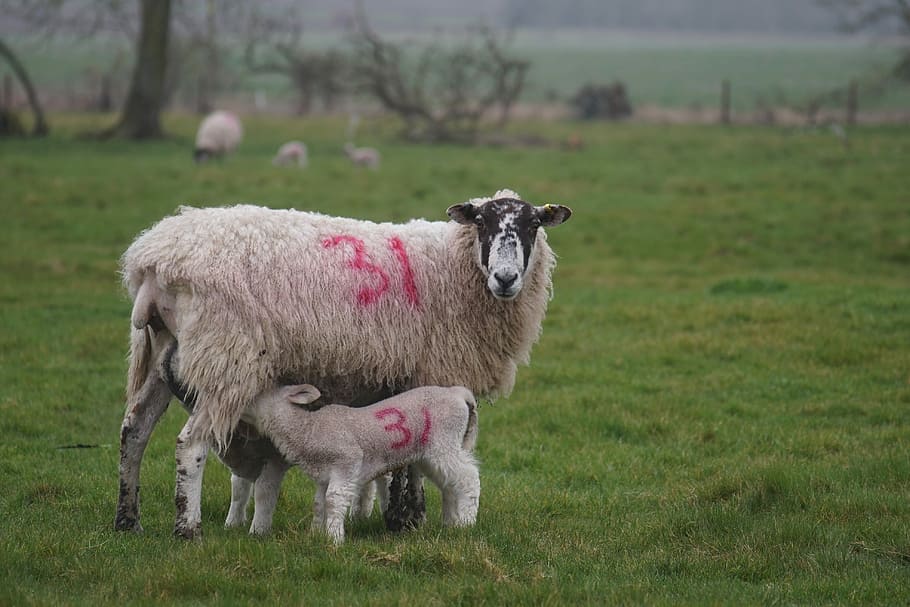 Sheep число. Мериноланд порода овец. Овца в очках. Ile de France Sheep. Изучаем овечку.