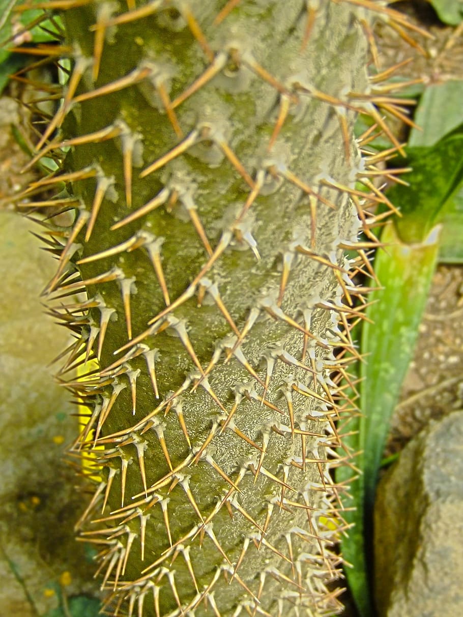 cactus, stem, trunk, thorns, spines, sharp, prickly, macro HD wallpaper