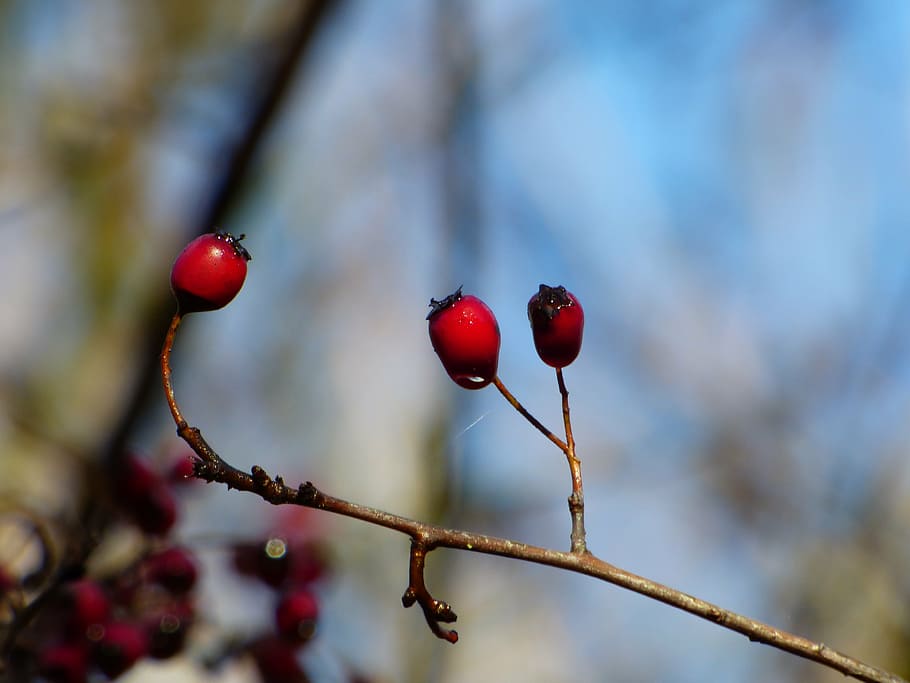 fall, sky, blue, berries, red, nature, colors, leaves, branches HD wallpaper