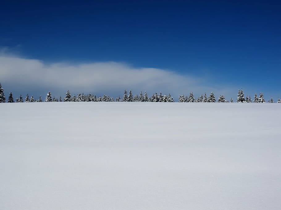 trees on snow covered mountain, winter, plain, winter landscape HD wallpaper