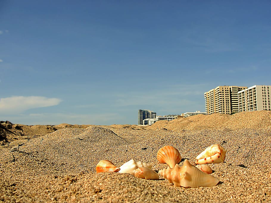 worm's-eye view photo of seashells on sand, marine conches, miami beach, HD wallpaper