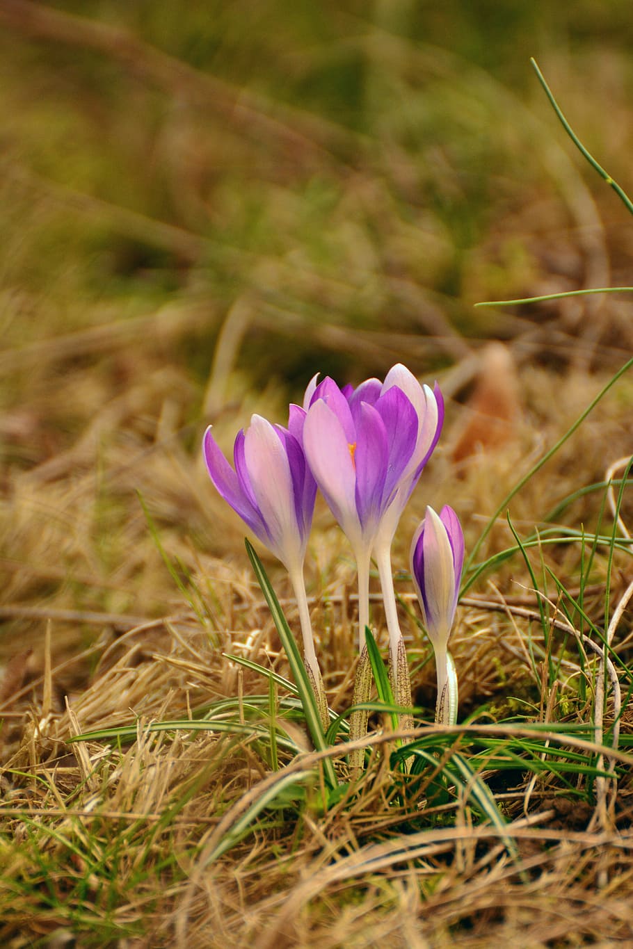 crocus, spring flowers, early bloomer, garden, purple flower HD wallpaper