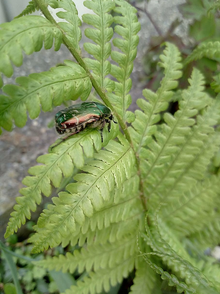 beetle, bug, fern, nature, green color, plant, leaf, plant part HD wallpaper