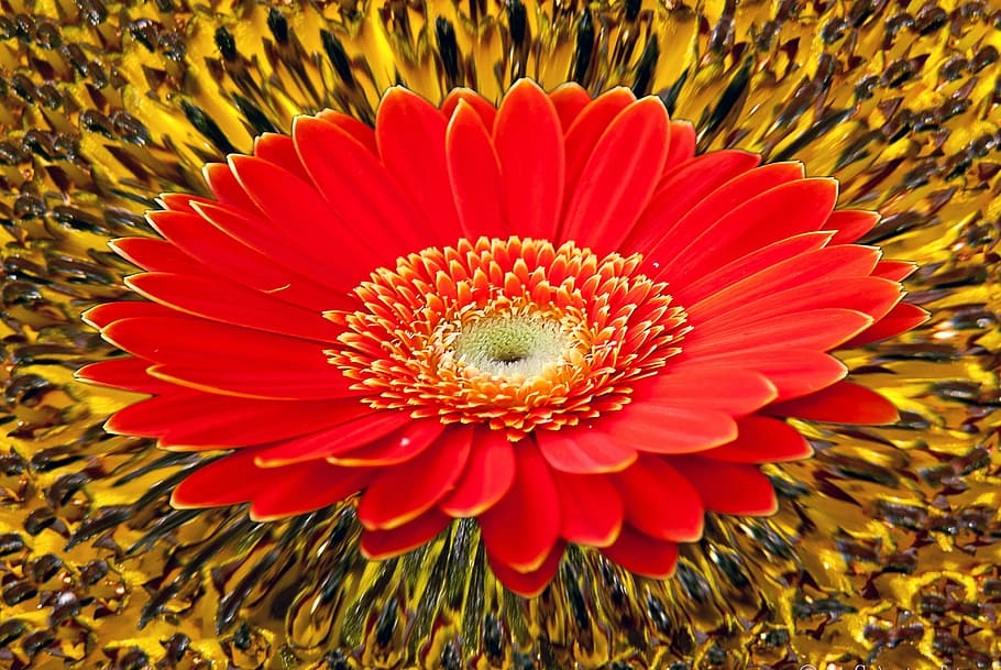 Gerbera, Sunflower, Background, Creative, nature, gerbera Daisy HD wallpaper