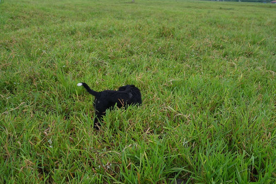 animals, dog, field, grass, pets, nature, outdoors, animal themes HD wallpaper