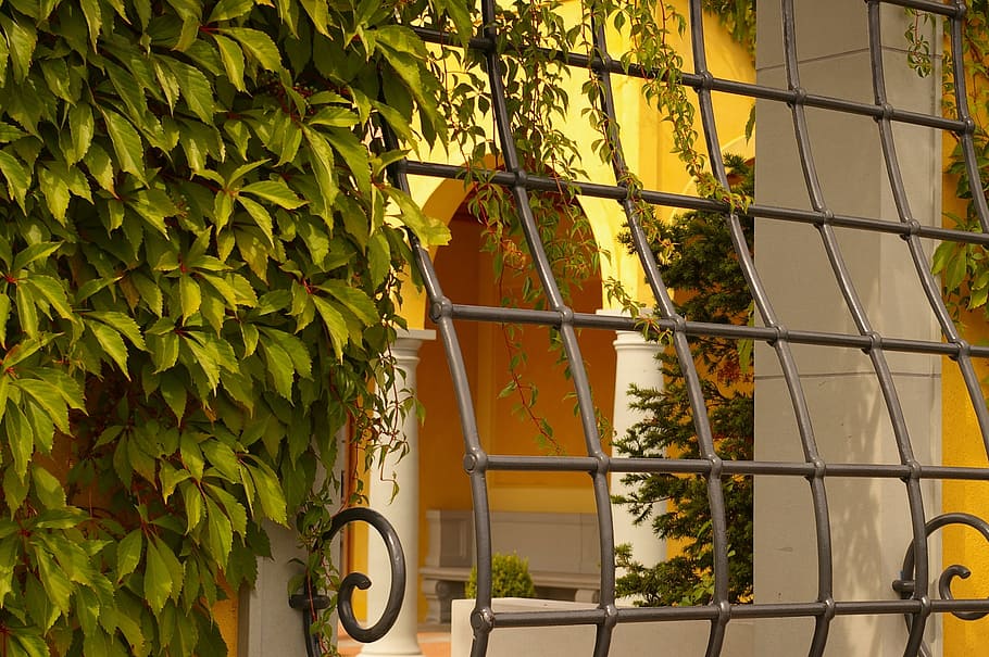 green vine plants near grill window, grate, architecture, grid, HD wallpaper