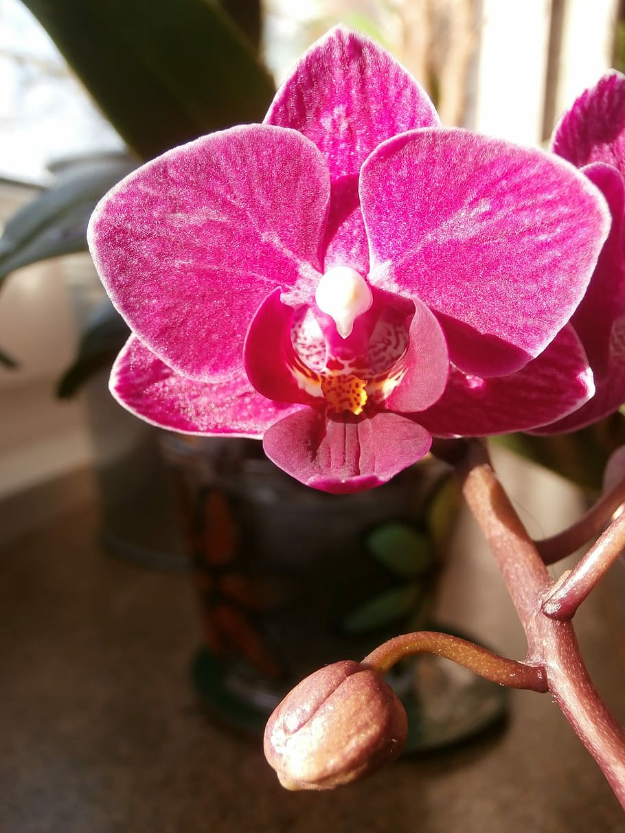 Windowsill, Orchid, Flower, windowsill flower, pink color, close-up, HD wallpaper