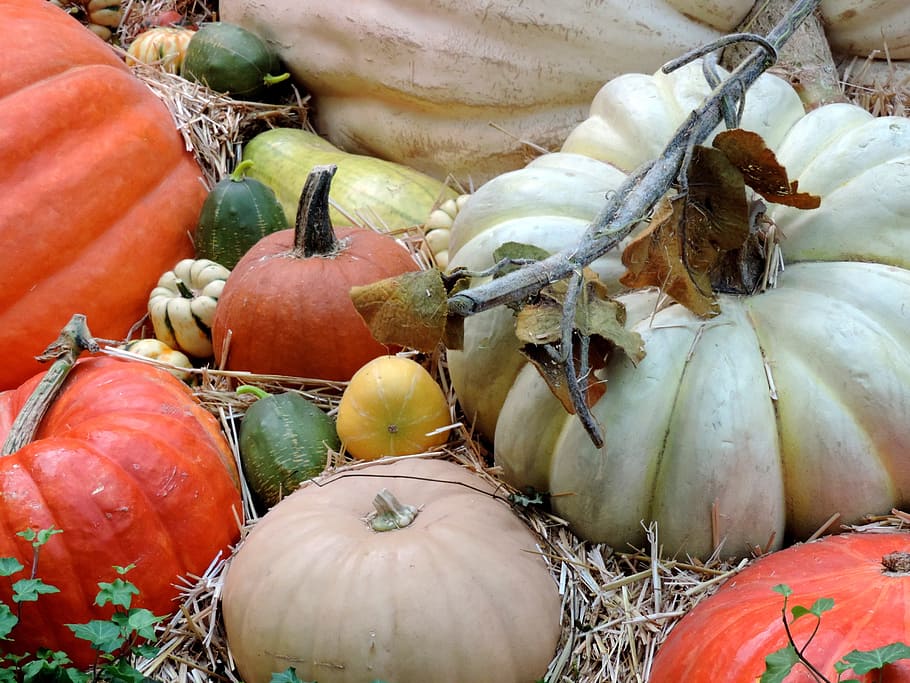 pumpkin patch, fall harvest, autumn, ripe, orange, halloween HD wallpaper
