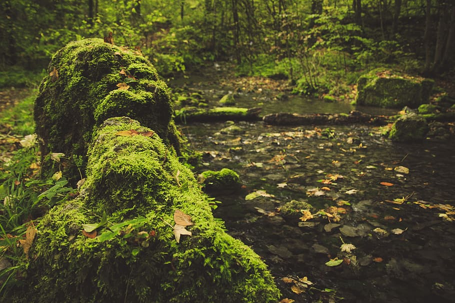 forest path, moss, stones, fall leaves, autumn forest, promenade HD wallpaper