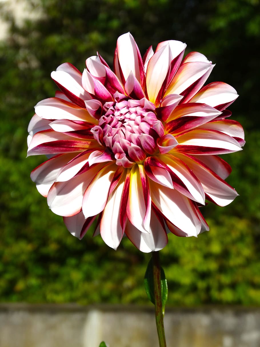 Aster, Flower, Blossom, Bloom, red, violet, nature, plant, pink Color HD wallpaper