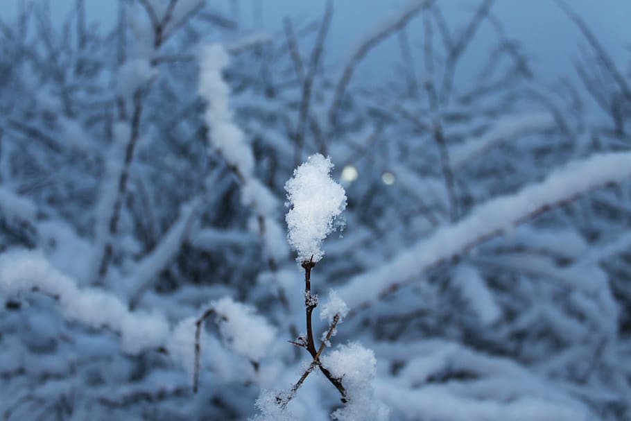 snow, snowflake, cold, tree, winter, white, blue, nature, ice HD wallpaper