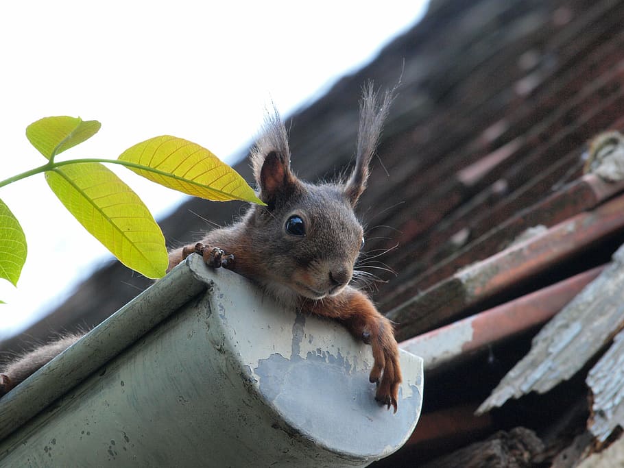 brown rodent on gutter, squirrel, curious, nager, cute, funny HD wallpaper