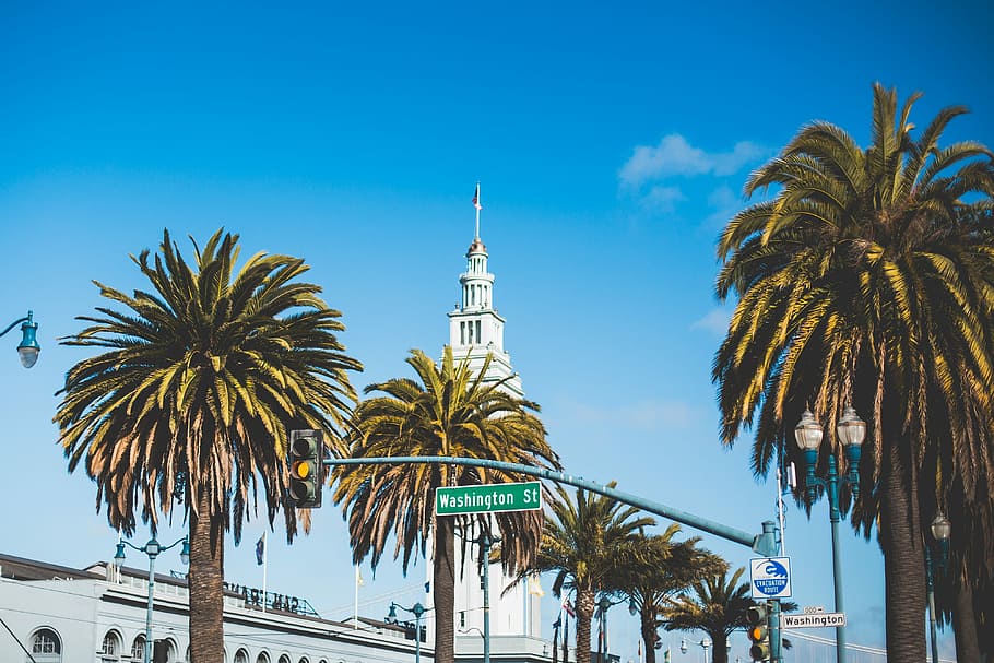 Washington Street Palms in San Francisco, big city, california, HD wallpaper