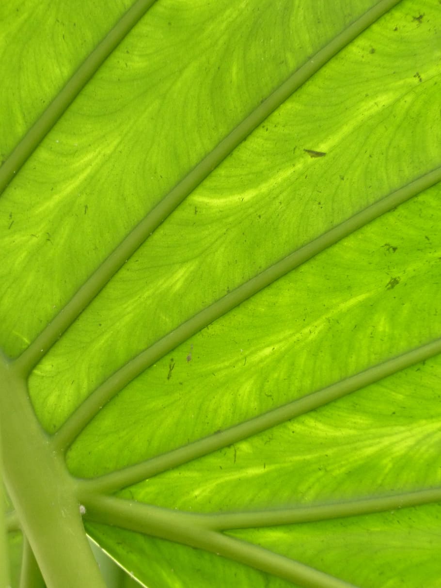 leaf, large, green, translucent, elephant leaf, arrow leaves HD wallpaper