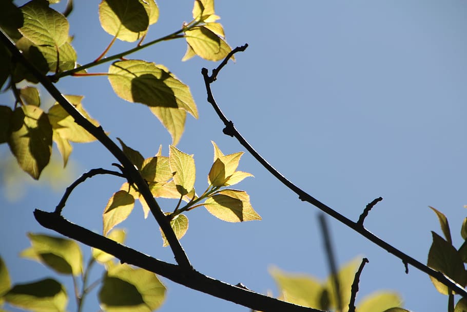 Tree, Leaves, Sunshine, Plant, the leaves, beautiful, irradiation, HD wallpaper
