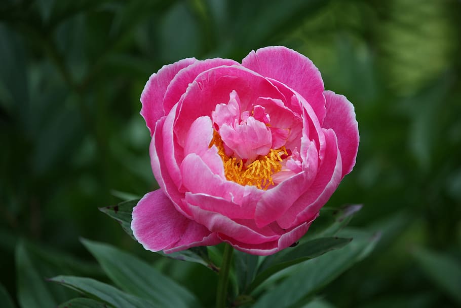 Pion, Flower, Greenery, petal, nature, plant, fragility, growth HD wallpaper