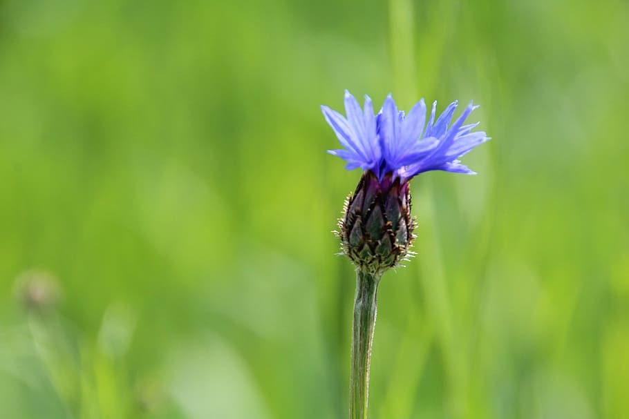 cornflower, meadow, nature, plant, summer, close-up, petal HD wallpaper